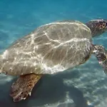 Panos شقة لاغاناس