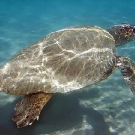 Panos アパート ラガナス